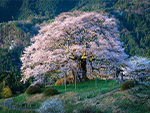 トンネル桜