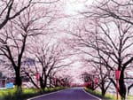 トンネル桜